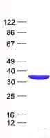 Human PSMA1 Protein (Recombinant His, N-Terminal)