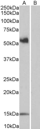 IHC-plus™ Polyclonal Goat anti-Human CD14 Antibody (aa71-84, IHC, WB)