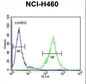 TEX37 / TSC21 Antibody (aa73-101)