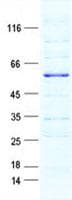 Human GPR157 Protein (Recombinant GST, N-terminus + His, C-terminus)