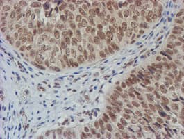NLN / Neurolysin Antibody (clone OTI1B8)
