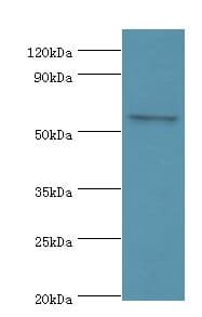 CLK2 Antibody (aa240-499)