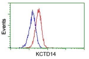 Monoclonal Mouse anti-Human KCTD14 Antibody (clone OTI2A6, IHC, IF, WB)