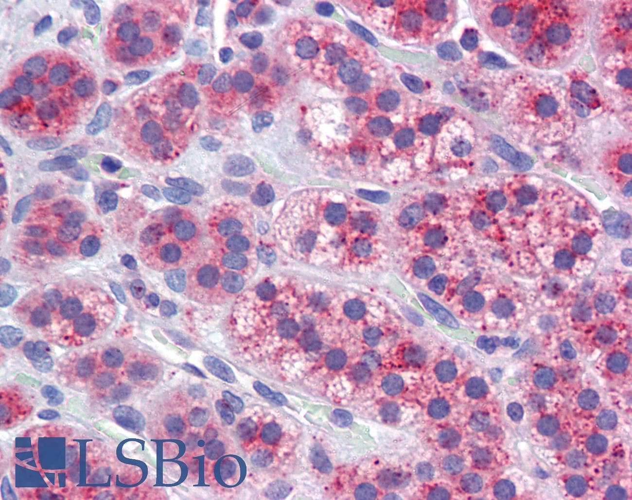 IHC-plus™ MFN1 Antibody (aa745-756)