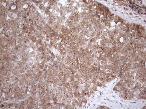 FGF13 Antibody (clone OTI7E8)
