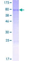 Human FMO3 Protein (Recombinant GST)