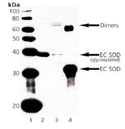 SOD3 Antibody