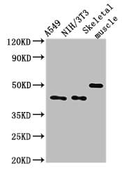 Polyclonal Rabbit anti-Human TRIM39 / RNF23 Antibody (IHC, IF, WB)