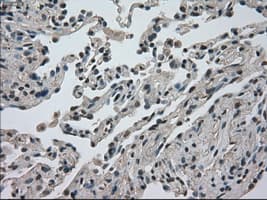 DHFR Antibody (clone OTI3A11, Carrier-free)