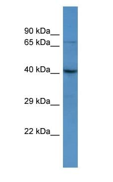 SLC52A1 / GPR172B / PAR2 Antibody (aa220-269)