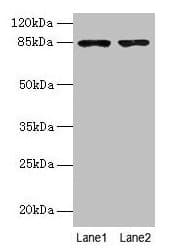 Carom / FCHSD2 Antibody