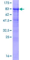 Human SLC3A2 / CD98 Heavy Chain Protein (Recombinant GST)