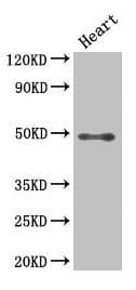 HDAC3 Antibody (aa1-428)