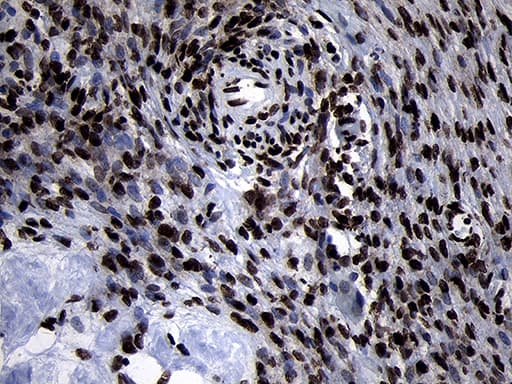 HOXC4 Antibody (clone OTI2D5, Carrier-free)