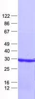 Human EBLN2 / FLJ10213 Protein (Recombinant His, N-Terminal)