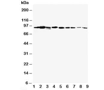 STAT1 Antibody (aa364-378)