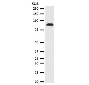 TLE1 / TLE 1 Antibody (clone TLEP1-1, Azide-free, BSA-free)