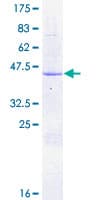 Human FKBP2 Protein (Recombinant GST)