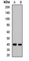 HOXA13 Antibody