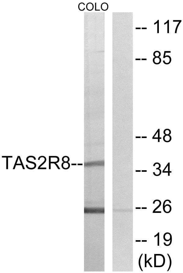 TAS2R8 / T2R8 Antibody