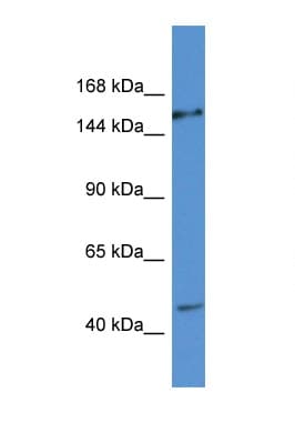 EIF3A Antibody (C-Terminus)