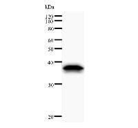 EIF2S1 Antibody (clone EIF2S1A2B8)
