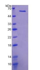 Mouse High Molecular Weight Kininogen Protein (Recombinant His-GST)