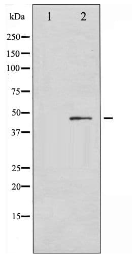 Polyclonal Rabbit anti-Human TP53 / p53 Antibody (phospho-Ser366, IHC, WB)
