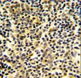 IHC-plus™ BPI Antibody (aa293-324)