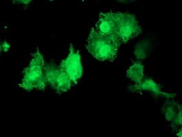 AKT1 Antibody (clone OTI1G5, Carrier-free)