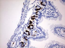 IdU / Iododeoxyuridine Antibody (clone 2B10)