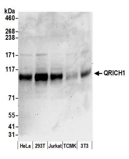 Polyclonal Rabbit anti-Human QRICH1 Antibody (aa250-300, WB)