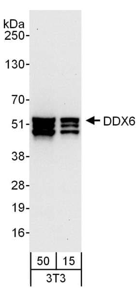 DDX6 Antibody (aa425-483)