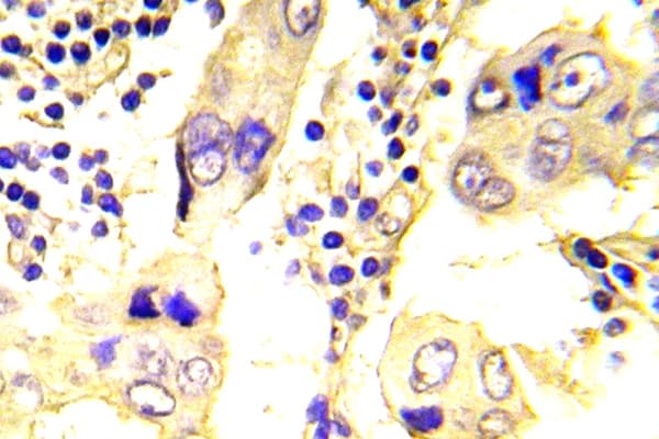 SRC Antibody (Asn535)