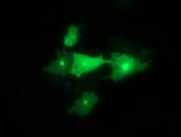 SYT4 Antibody (clone OTI2F2)