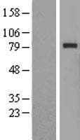 RAD54L Protein (Over-Expression Lysate Myc-DDK (Flag))