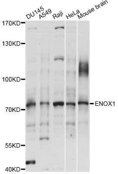 ENOX1 / CNOX Antibody