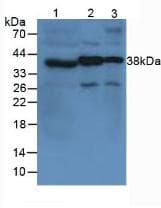 VWF / Von Willebrand Factor Antibody (Biotin)