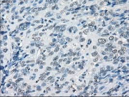 GBP2 Antibody (clone OTI1G1)