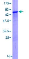 Human MTUS2 Protein (Recombinant GST)