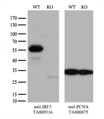 IRF3 Antibody (aa27-169, clone OTI8G9)