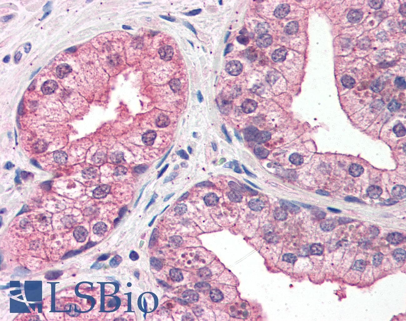 IHC-plus™ LMO4 Antibody (aa115-127)