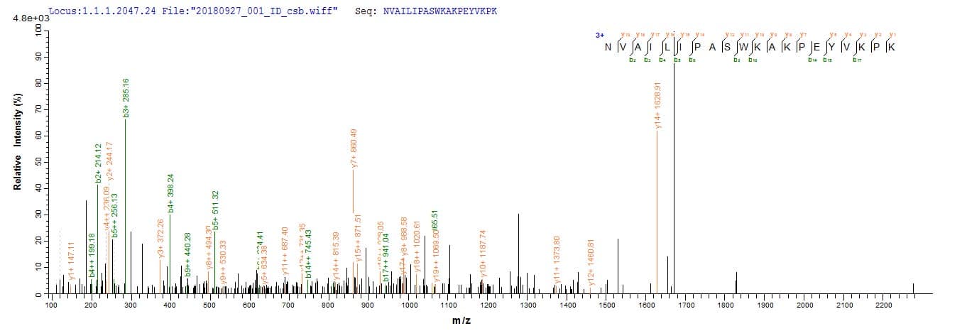 Pig GOB5 / CLCA1 Protein (Recombinant 10His, N-terminus + Myc, C-terminus)