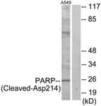 Polyclonal Rabbit anti-Human PARP1 Antibody (aa165-214, WB)