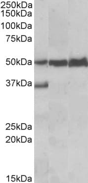PathPlus™ LSP1 Antibody (aa445-459)