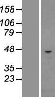 Human CHI3L1 / YKL-40 Protein (Over-Expression Lysate Myc-DDK (Flag))