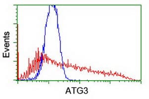 ATG3 Antibody (clone OTI3C6)