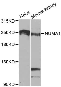 Polyclonal Rabbit anti-Human NUMA1 / NUMA Antibody (IHC, IF, WB)