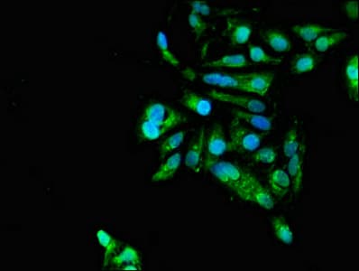 GAS7 Antibody