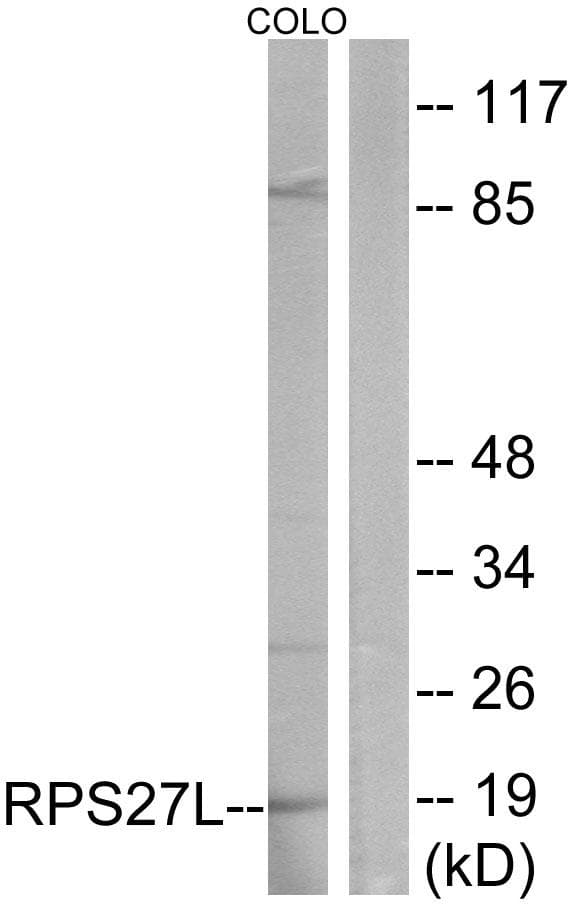 RPS27L Antibody